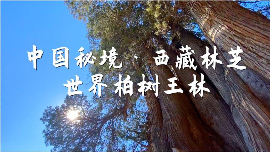 我的戏精三国杀